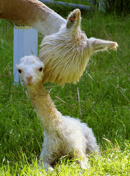 100% Baby Alpaca Ruana